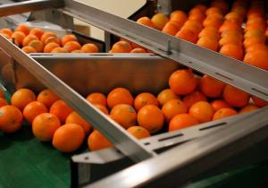 Orange Conveyor Belt Brooklyn